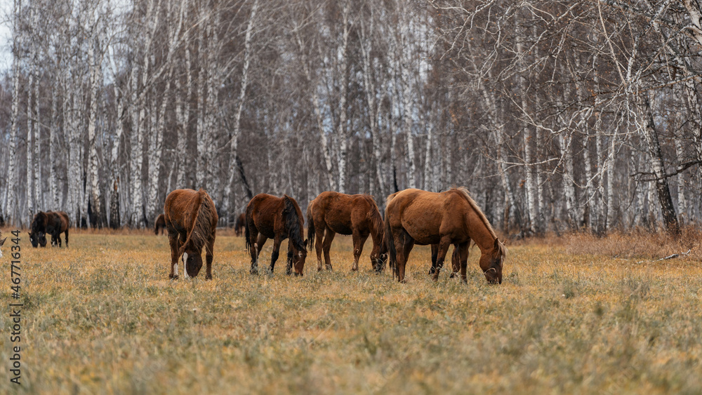A herd of horses grazes on a large field. Autumn grazing of horses against the background of birch forest A herd of horses grazes on a large field. Autumn grazing of horses against the background of birch forest