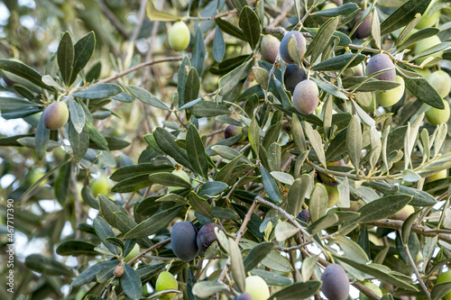 A branch with green and black olives.