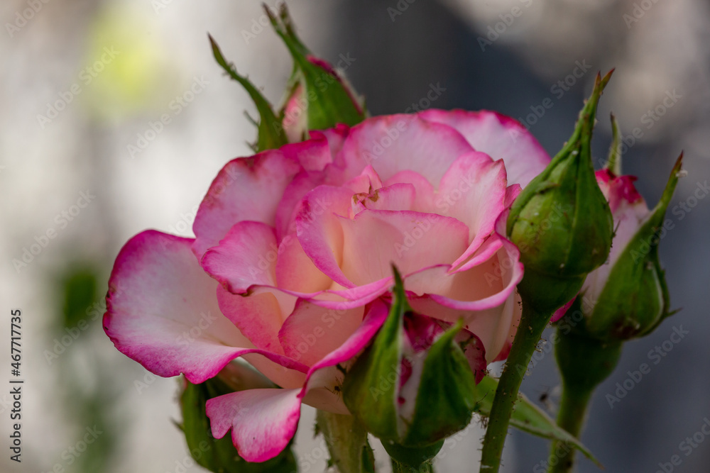 Blossom pink rose flower macro photography on a sunny summer day. Garden rose with pink petals close-up photo in the summertime. Tender rosa floral background. Blossom pink rose flower macro photography on a sunny summer day. Garden rose with pink petals close-up photo in the summertime. Tender rosa floral background.