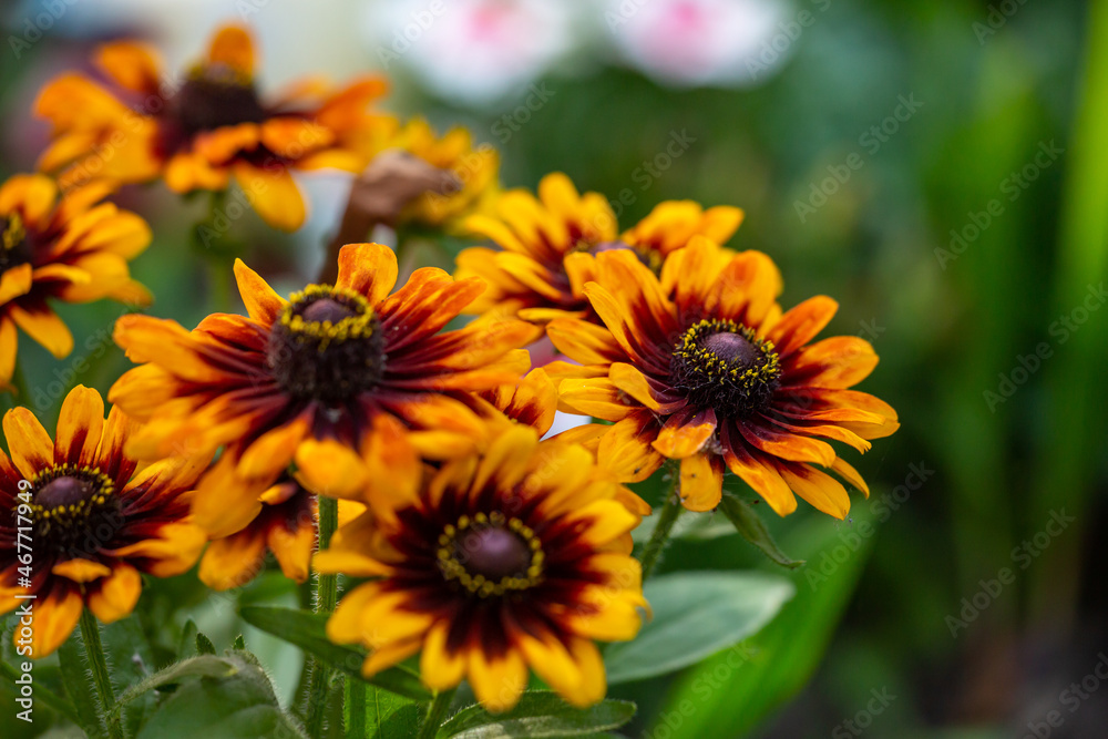 Multicolored rudbeckia flowers on a sunny summer day macro photography. Blooming garden black-eyed susan flower with yellow-brown petals close-up photo in summer. Multicolored rudbeckia flowers on a sunny summer day macro photography. Blooming garden black-eyed susan flower with yellow-brown petals close-up photo in summer.