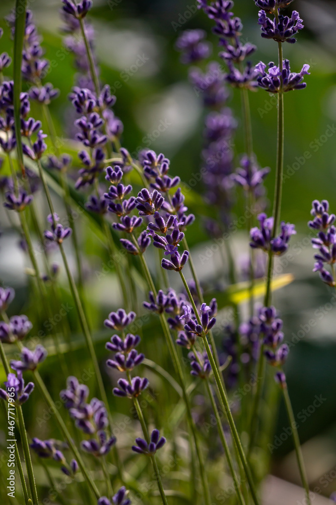 Obraz premium Purple little lavender flowers in summer macro photography. Violet lavender field close up photo on a sunny summer day. Lavandula floral background.