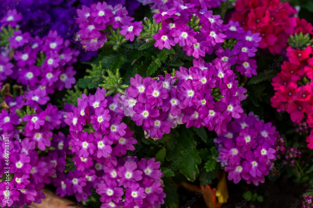Blooming purple verbena flowers on a sunny day close-up photo. Garden flowers of violet vervain flowers in sunlight in springtime. A glade of lilac wildflowers in the sunset light in the summer. Blooming purple verbena flowers on a sunny day close-up photo. Garden flowers of violet vervain flowers in sunlight in springtime. A glade of lilac wildflowers in the sunset light in the summer.