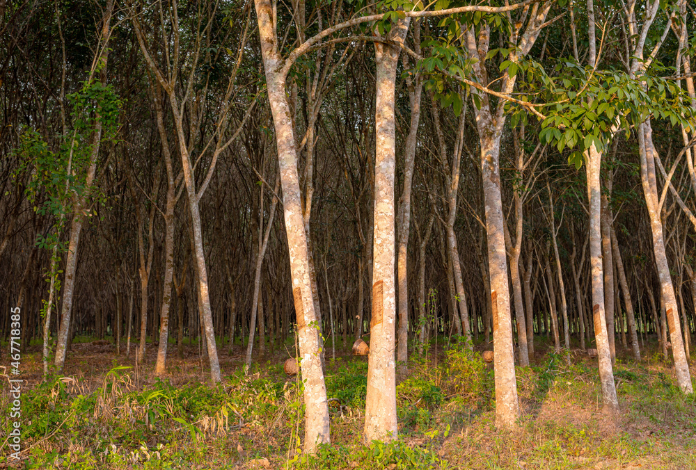 Rubber tree, Latex rubber, Plantation and tree rubber Rubber tree, Latex rubber, Plantation and tree rubber