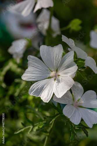 Blooming white musk mallow flower on a summer sunny day macro photography. Garden Malva moschata with white petals in the summer close-up photo. Musk-mallow flower on a green background.