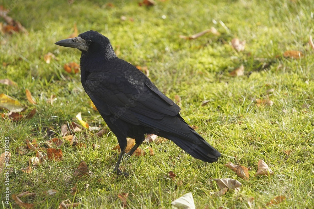 The rook (Corvus frugilegus) is a member of the Corvidae in the passerine order of birds. As a winter guest from Russia in Hanover from October to the end of March. The rook (Corvus frugilegus) is a member of the Corvidae in the passerine order of birds. As a winter guest from Russia in Hanover from October to the end of March.
