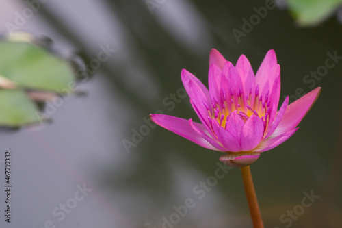 Lily water or pink lotus flower in nature as background