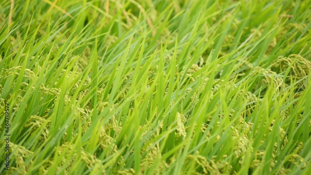 Plentiful rice paddy field in a wind background Plentiful rice paddy field in a wind background