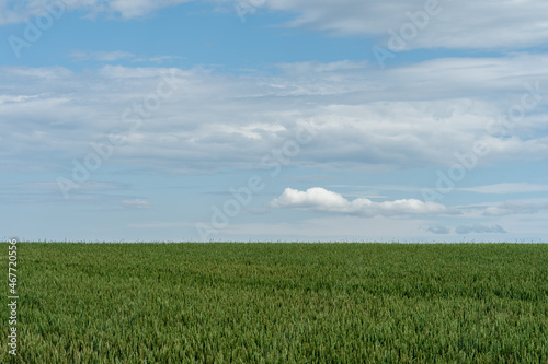 field with immature grain