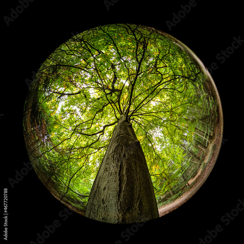 Beech tree trunk and branches with green foliage