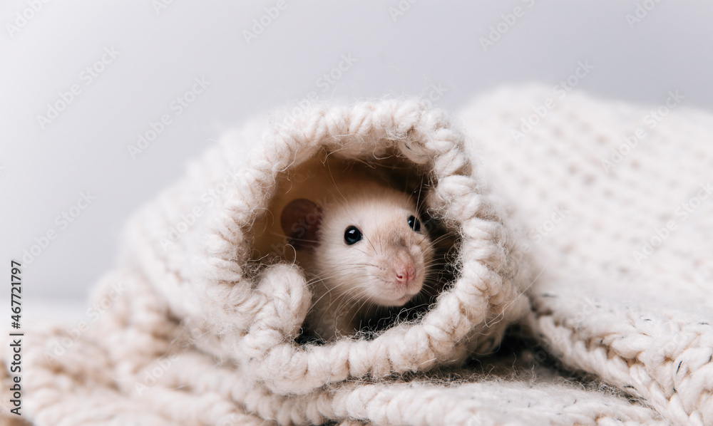 cute mouse on a light background cute mouse on a light background