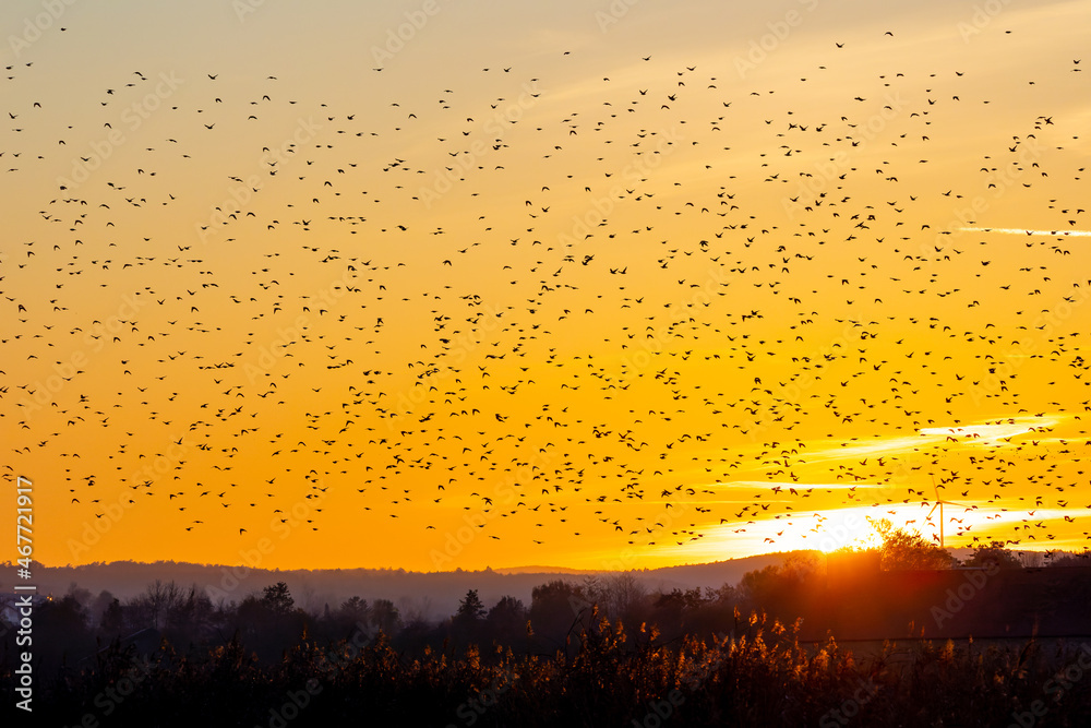 A huge swarm of star birds flying in the evening sky during a dramatic sunset.