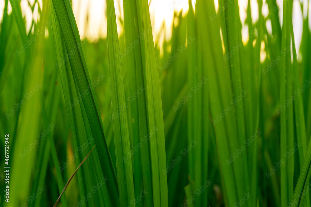 Green field rural countryside, Paddy rice with green field Green field rural countryside, Paddy rice with green field