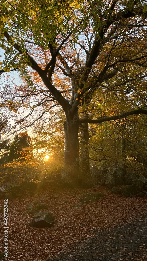 Naklejka premium autumn in the park