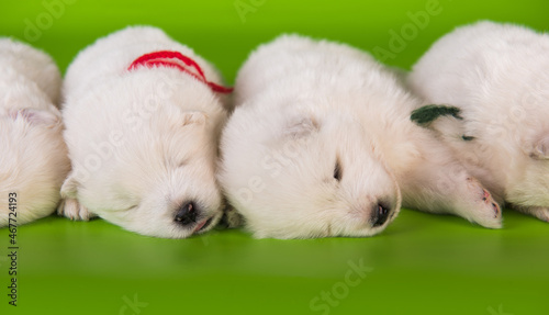 Two small one month old cute white Samoyed puppies dogs