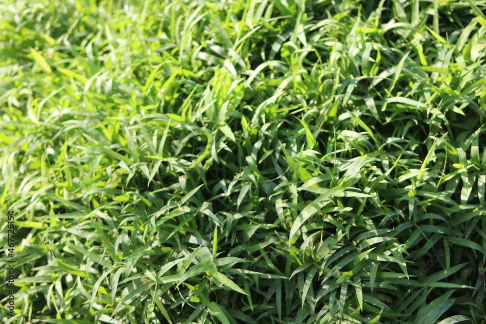 Green grass background on sunlight Green grass background on sunlight