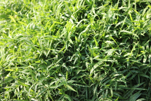 Green grass background on sunlight