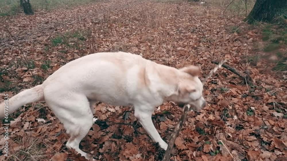 Labrador plays with a branch in the autumn forest in slow motion.