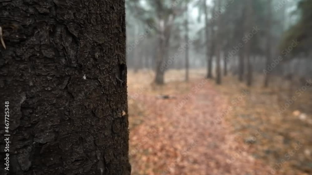 A look from behind a tree at the misty autumn forest. Focus on the tree, blurred backgroud. Slow motion