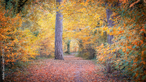 Photos Forêt de Neuville sur OIse, France
