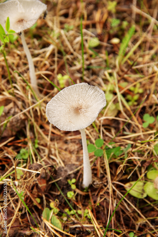 natural background one mushroom grows in the forest natural background one mushroom grows in the forest