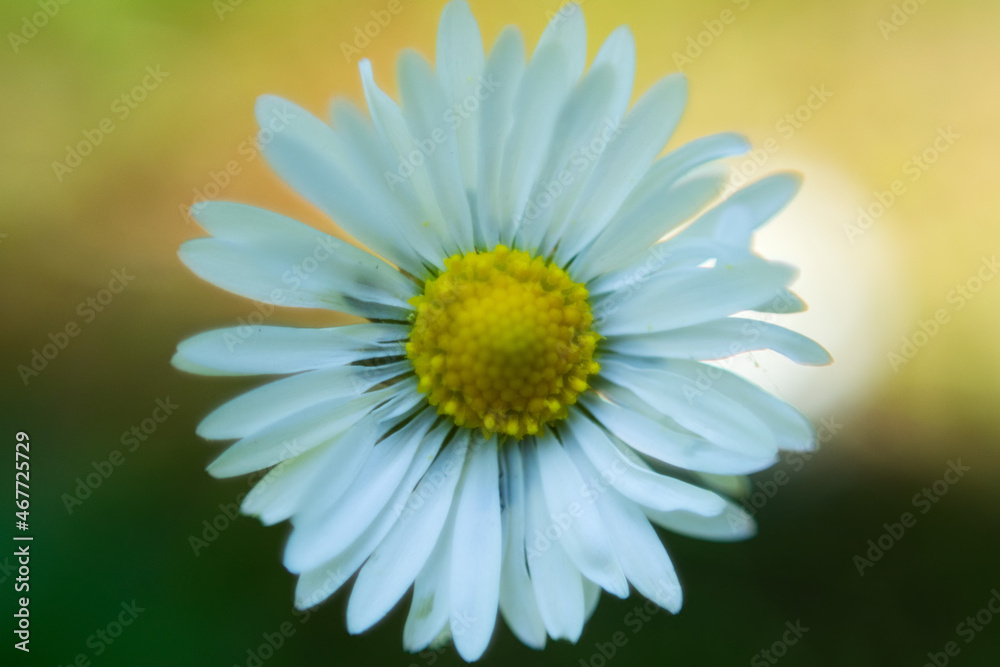 Obraz premium daisy flower closeup