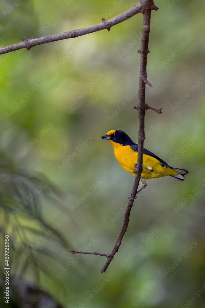 A tropical bird Violaceous euphonia perching in a branch tree with. Green background, Species Euphonia violacea. Birdwatching. Animal world. Yellow bird. A tropical bird Violaceous euphonia perching in a branch tree with. Green background, Species Euphonia violacea. Birdwatching. Animal world. Yellow bird.