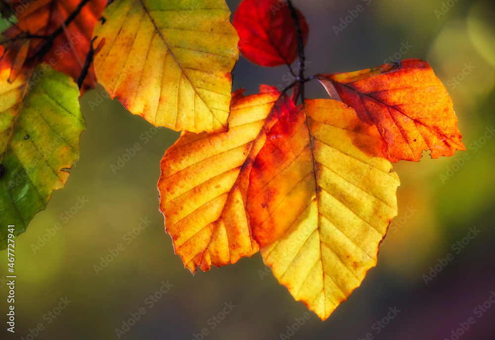 autumn leaves on a tree autumn leaves on a tree