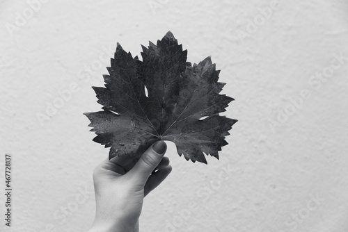 hand holding a leaf