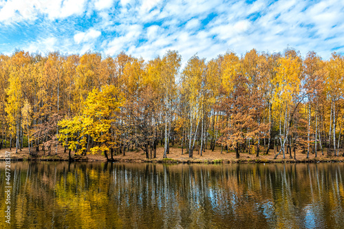 Birch grove with yellow foliage on the shore of a pond in a city park