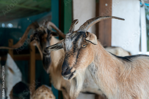 A little goat with horns.