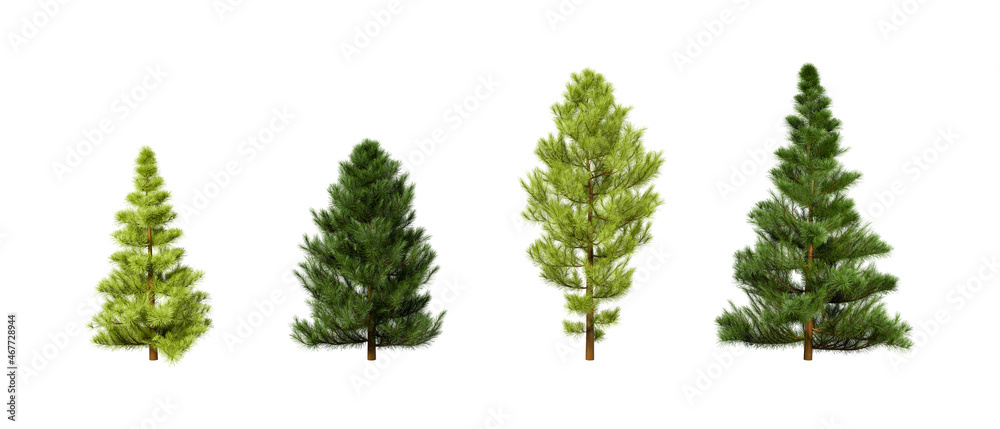 3D Rendering set of pine trees isolated on white background with clipping path 3D Rendering set of pine trees isolated on white background with clipping path