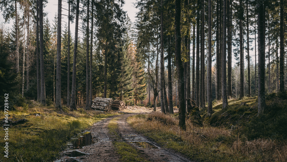 Obraz premium path in the woods