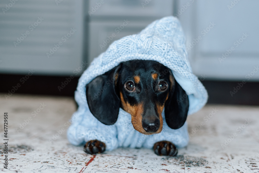 
dachshund dog in a blue jacket