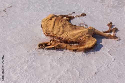 Decomposing camel body at Lake Assal in Djibouti