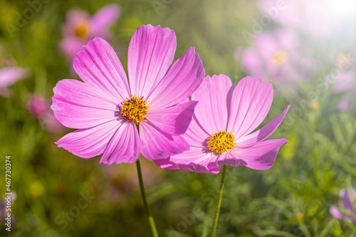 Pink cosmos flowers are blooming