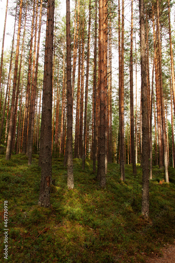 natural background trunks of wild pines natural background trunks of wild pines