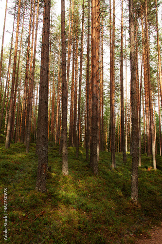 natural background trunks of wild pines © eevlada