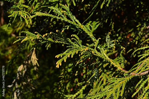 Green autumn branch of coniferous tree Thujopsis Dolabrata Variegata from Cypress family, endemic to Japan, sunbathing in daylight sunshine.  photo