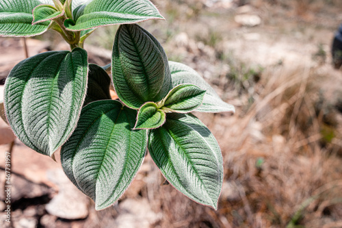plant in the garden