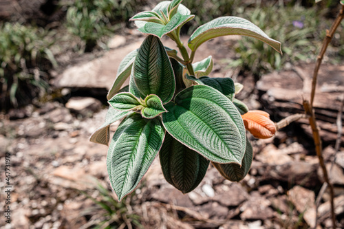 the spring, leafes with hair