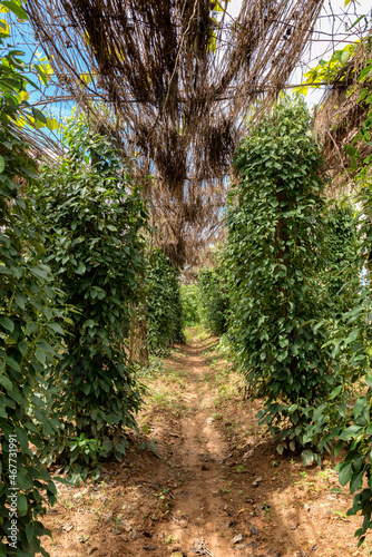 Pepper plantation