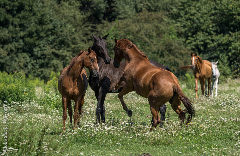 herd of horses