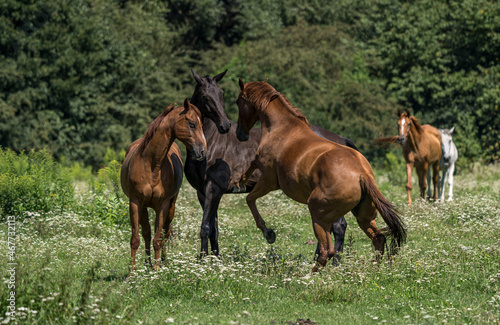 herd of horses © Eva
