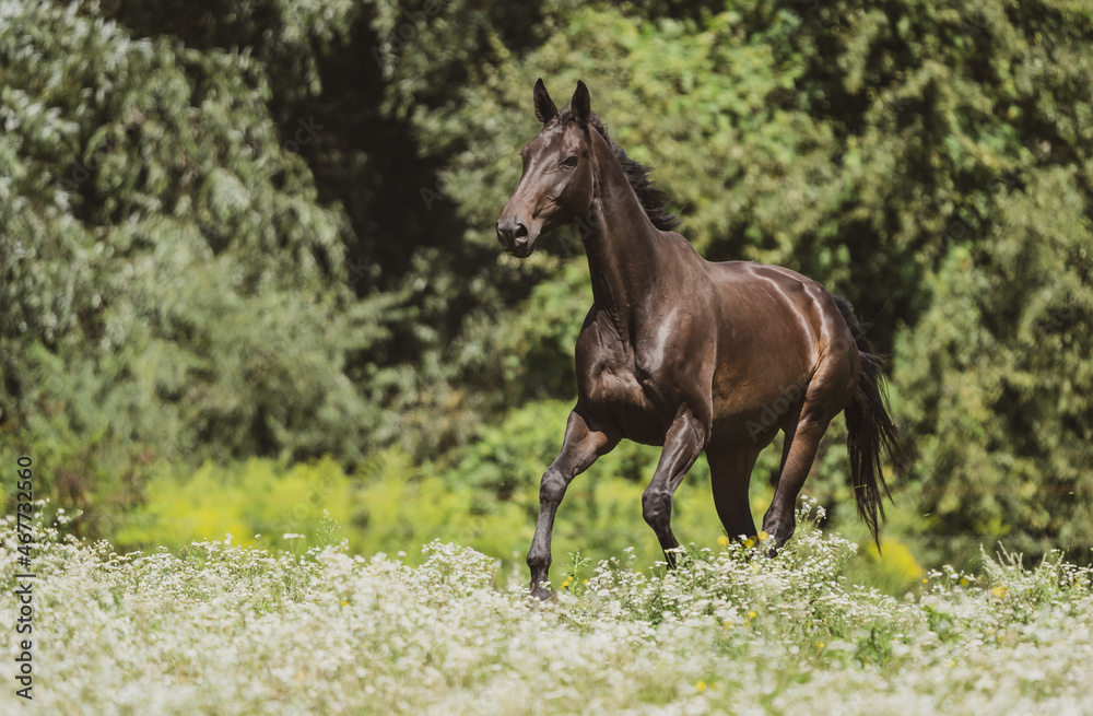 dark horse running in canter on the meadow dark horse running in canter on the meadow
