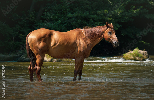 quarter horse standing in the river