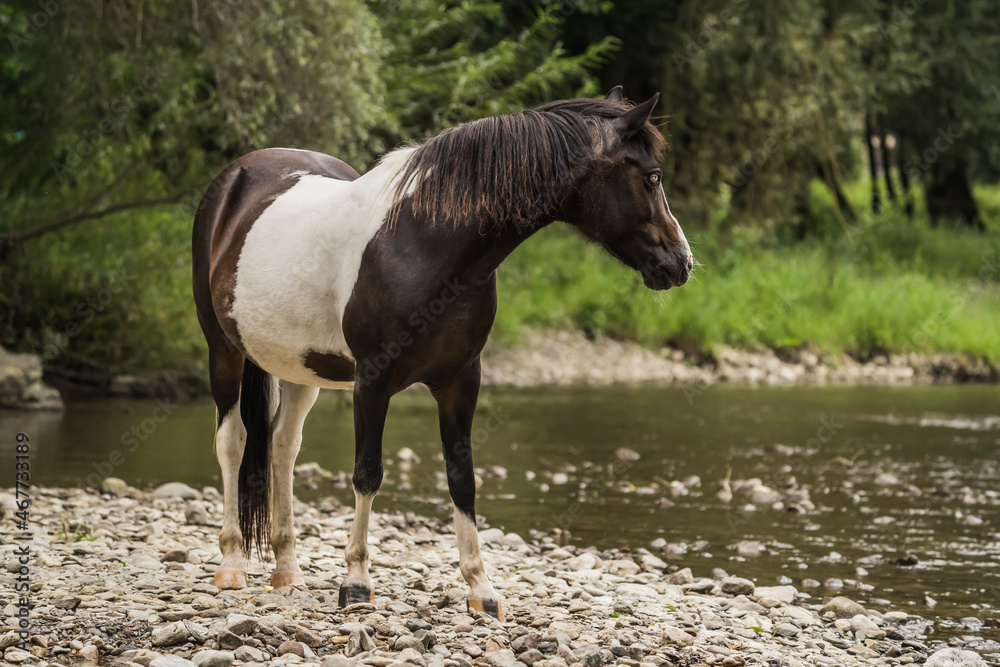 spotted horse standing on the river shore spotted horse standing on the river shore