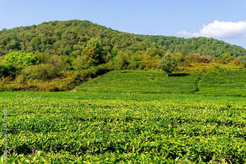 Green tea on a sunny day,tea plantation natural background.