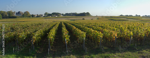 Bordeaux vineyard with castle in the background