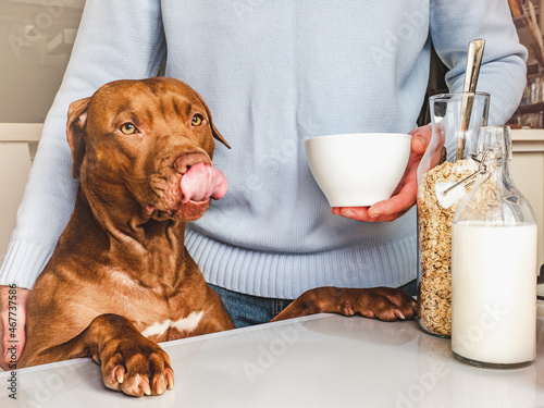 Adorable, pretty puppy and handsome man preparing a healthy breakfast. Closeup, indoors. Day light, studio photo. Concept of care pet and healthy, delicious food