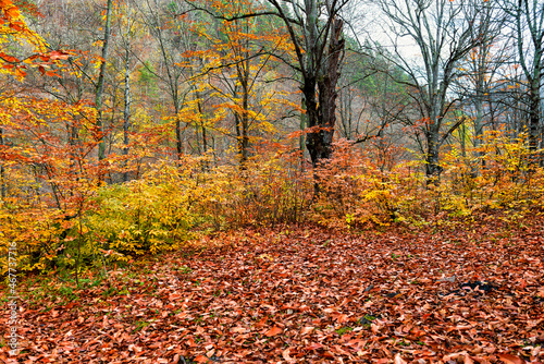 Forest clearing with autumn leaves on the ground